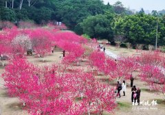 
天津医科大学总医院钟跃岳树源刘辉黄牛挂号电话福州森林公园桃花盛放