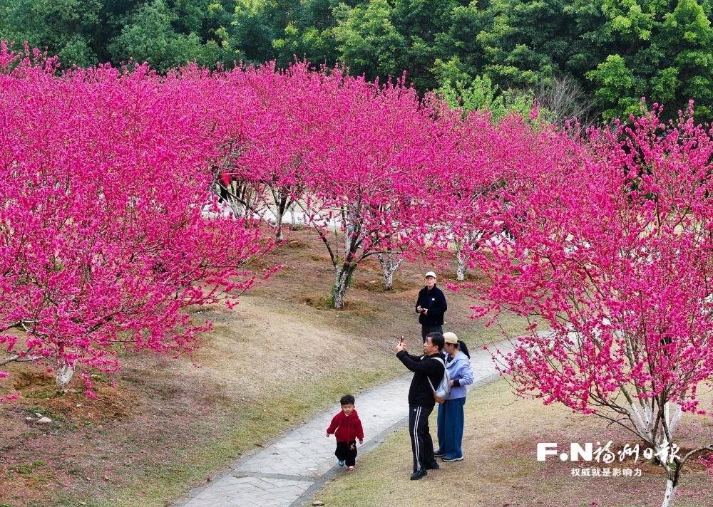 桃花盛放扮靓福州植物园