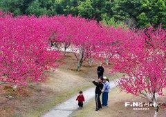 
地坛医院黄牛号贩子票贩子代网上预约代挂号电话满园春色 桃花盛放扮靓福州