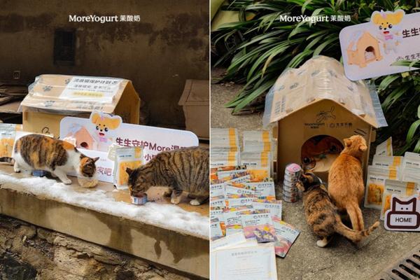 
上海市精神卫生中心黄继忠石华孟杜亚松赵志民程文红黄牛挂号电话跨界聚力，爱暖校园：茉酸奶携手生生不息守护流浪小动物