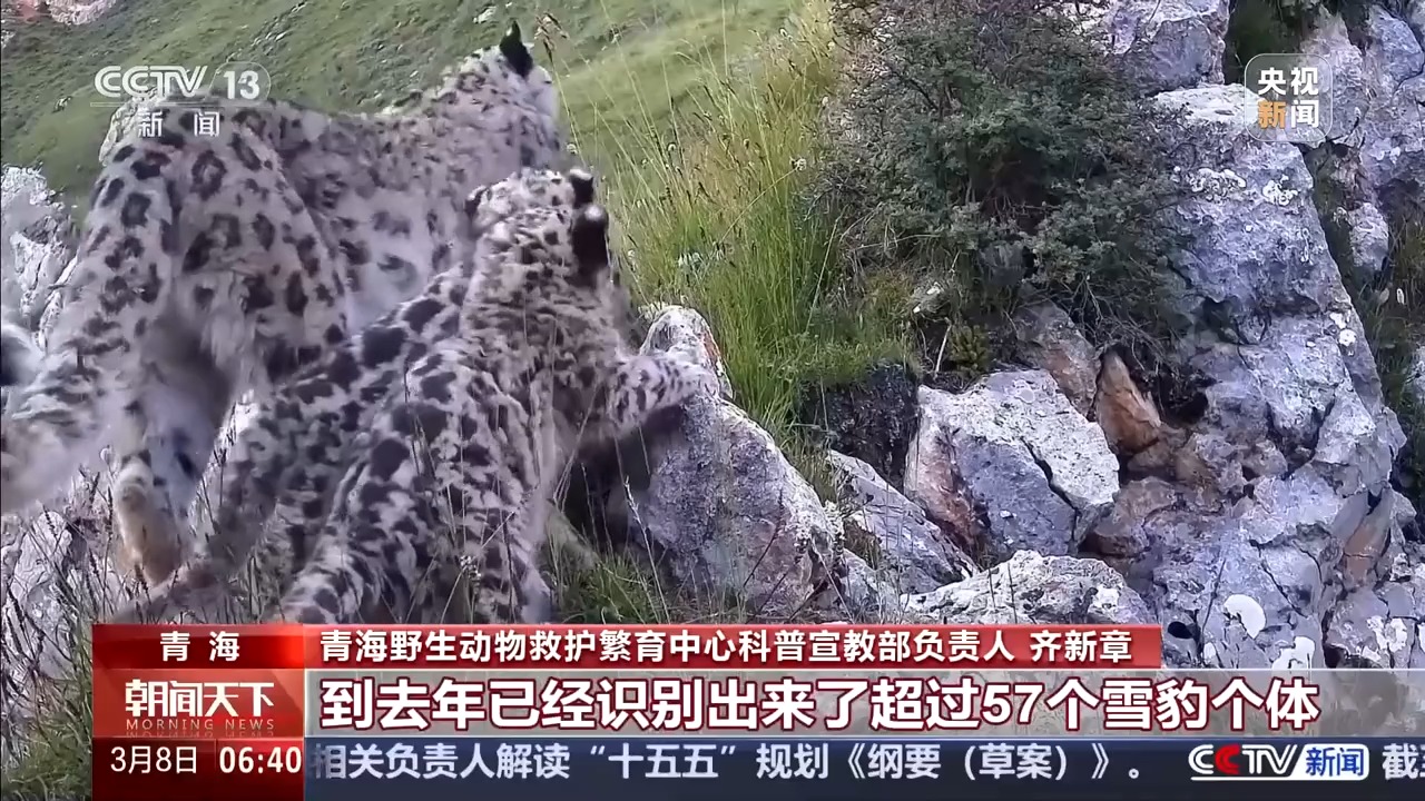 
安贞医院黄牛号贩子票贩子代网上预约代挂号电话保护野生动物不仅靠“情怀”更靠“机制” 多地交上答卷