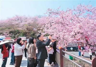 2026年海峡两岸（清流）樱花文化季活动举办