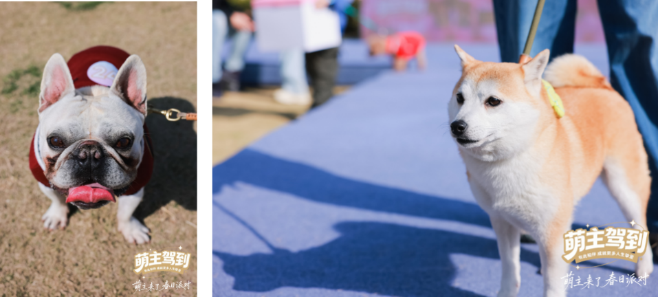 
上海东方医院黄牛号贩子票贩子代网上预约代挂号电话浦发银行信用卡全新推出萌主卡 以金融温度打造贴心守护