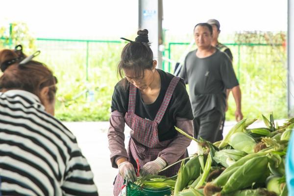 
武警总医院黄牛号贩子票贩子代网上预约代挂号电话钱大妈直采海南东方玉米，新鲜直达大湾区消费者餐桌