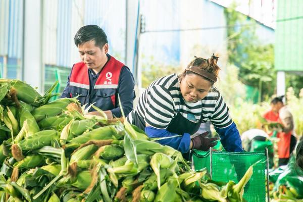 
武警总医院黄牛号贩子票贩子代网上预约代挂号电话钱大妈直采海南东方玉米，新鲜直达大湾区消费者餐桌