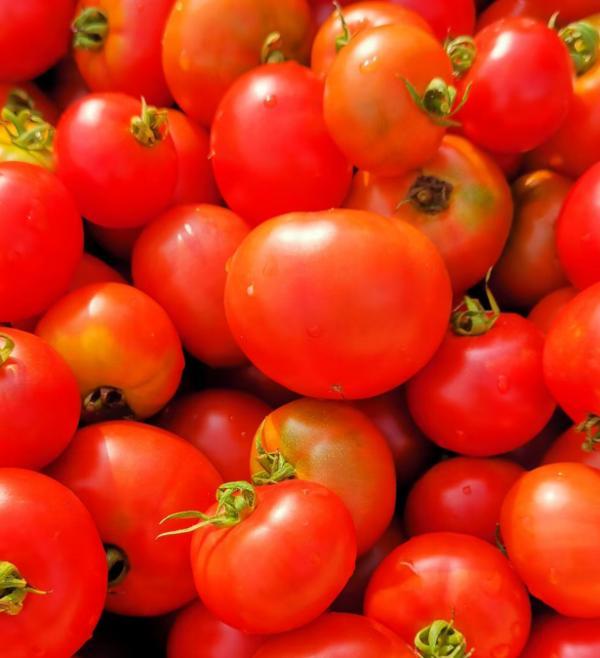 
北京大学第六医院刘靖顾伯美范肖东汪琦孙黎黄牛挂号电话海口椰宝宝生态农业：育种突破创新全国纪录 引领鲜食番茄产业升级