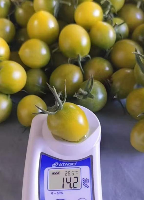 
北京大学第六医院刘靖顾伯美范肖东汪琦孙黎黄牛挂号电话海口椰宝宝生态农业：育种突破创新全国纪录 引领鲜食番茄产业升级