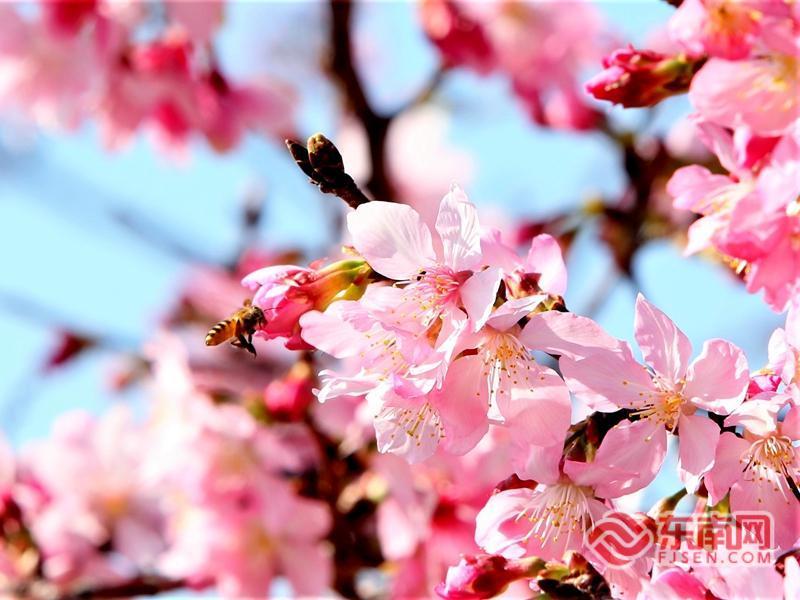 漳州开发区：樱花盛放 共赴春日浪漫之约