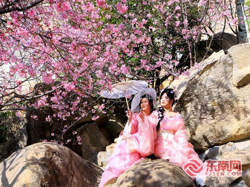 漳州开发区：樱花盛放 共赴春日浪漫之约