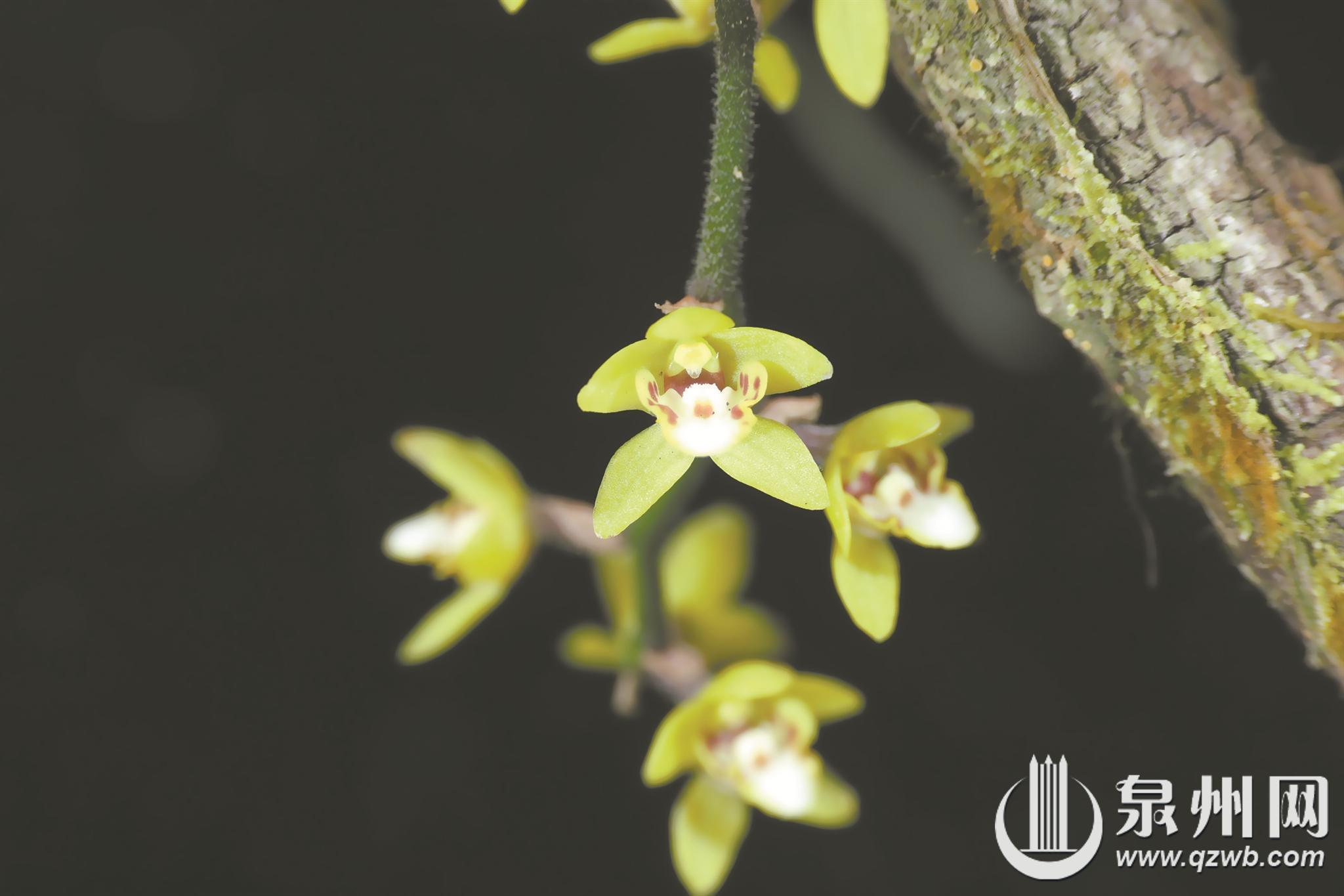 戴云山保护区“添新丁” 极危物种广东异型兰现身