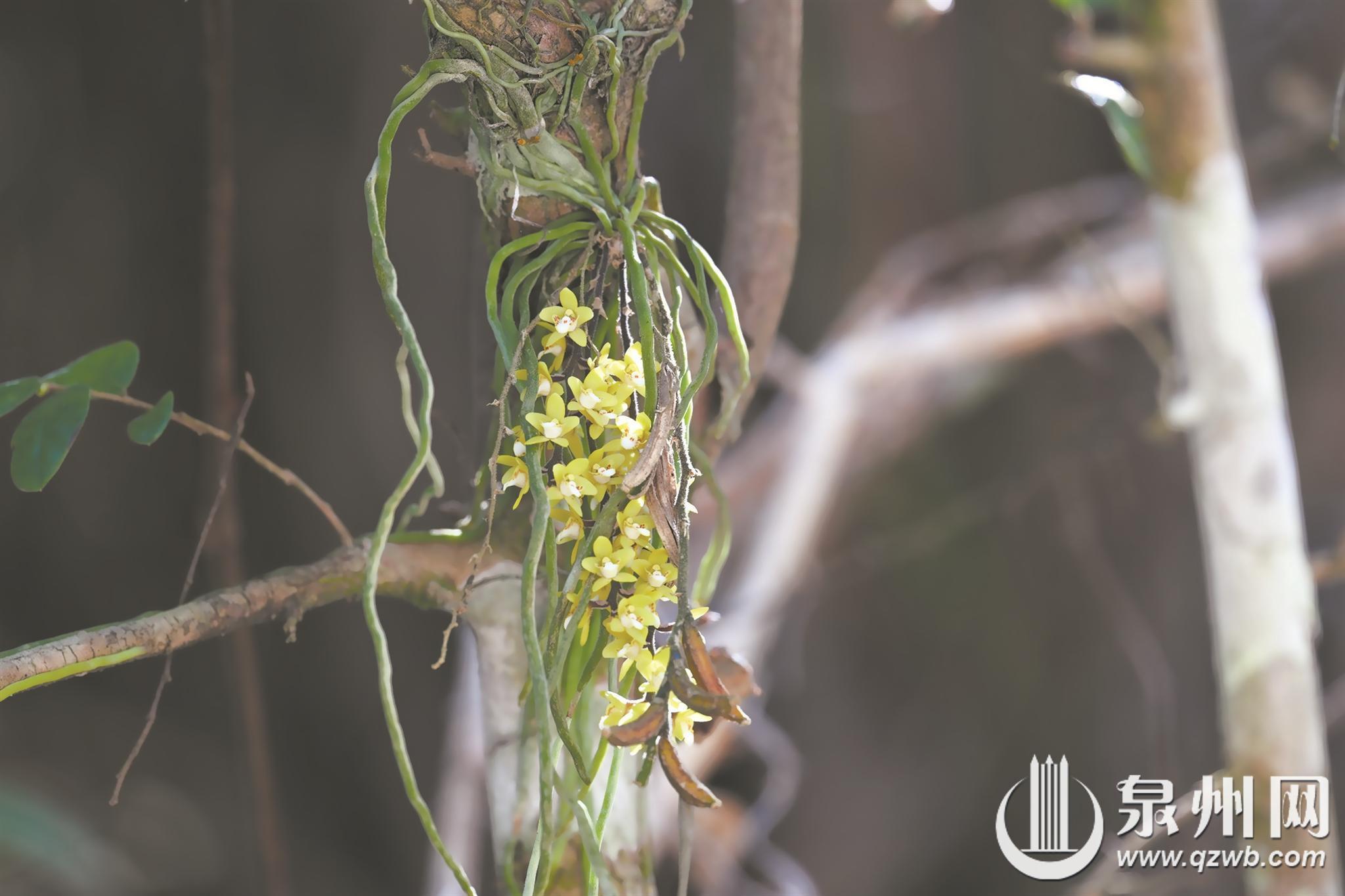 戴云山保护区“添新丁” 极危物种广东异型兰现身