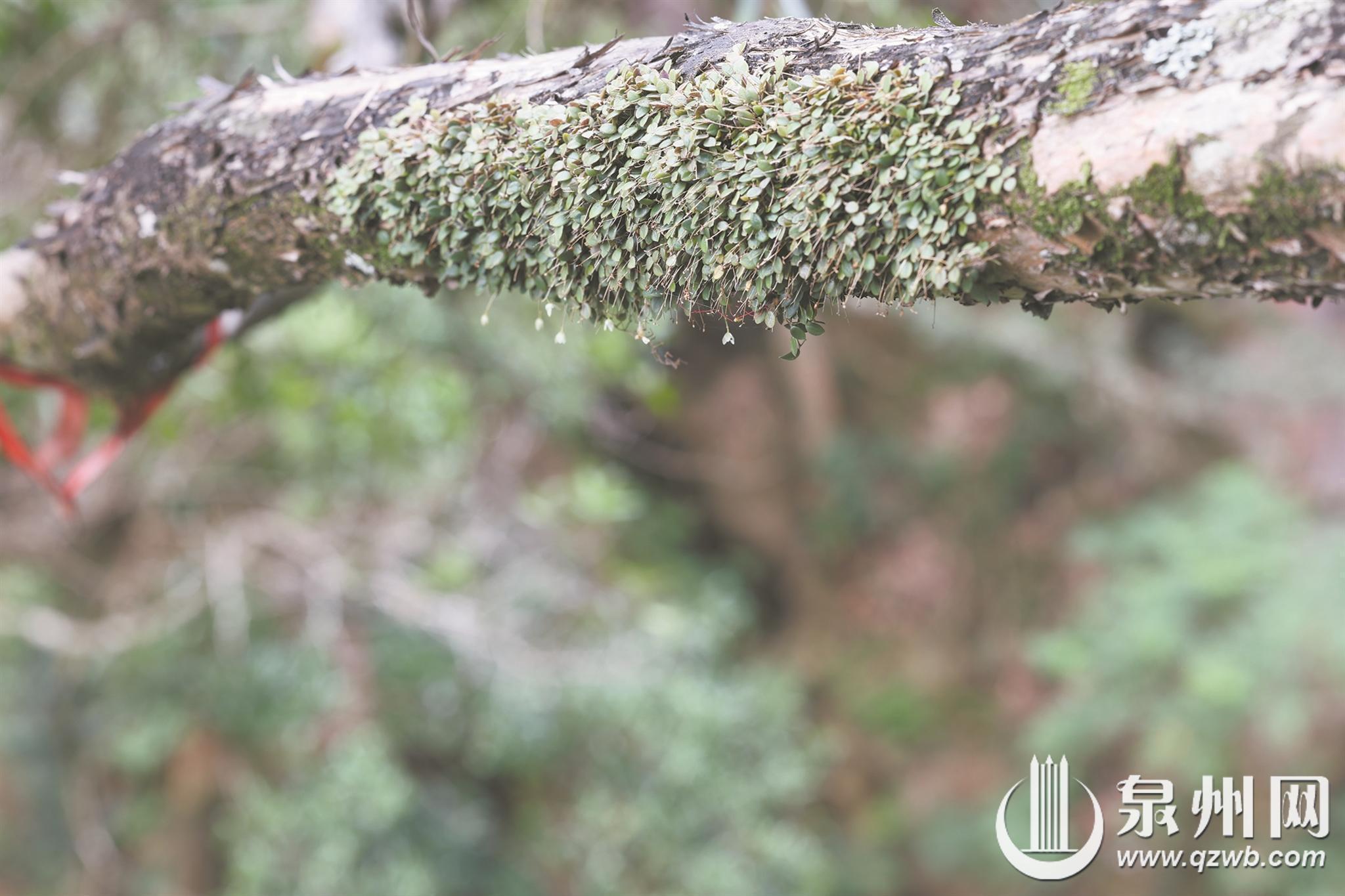 戴云山保护区“添新丁” 极危物种广东异型兰现身