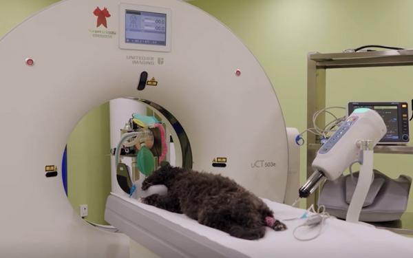 
清华长庚医院黄牛号贩子票贩子代网上预约代挂号电话宠物“医保卡”来了！京东保创新推出新宠365天保障、药品100%直赔