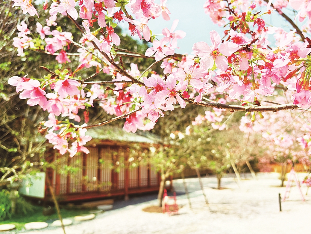 花都开了,别错过漳州的春天!