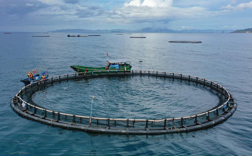 2025年9月17日，海南陵水黄鳍金枪鱼海上养殖示范基地工作人员在投喂金枪鱼(无人机照片)。新华社记者 郭程 摄 