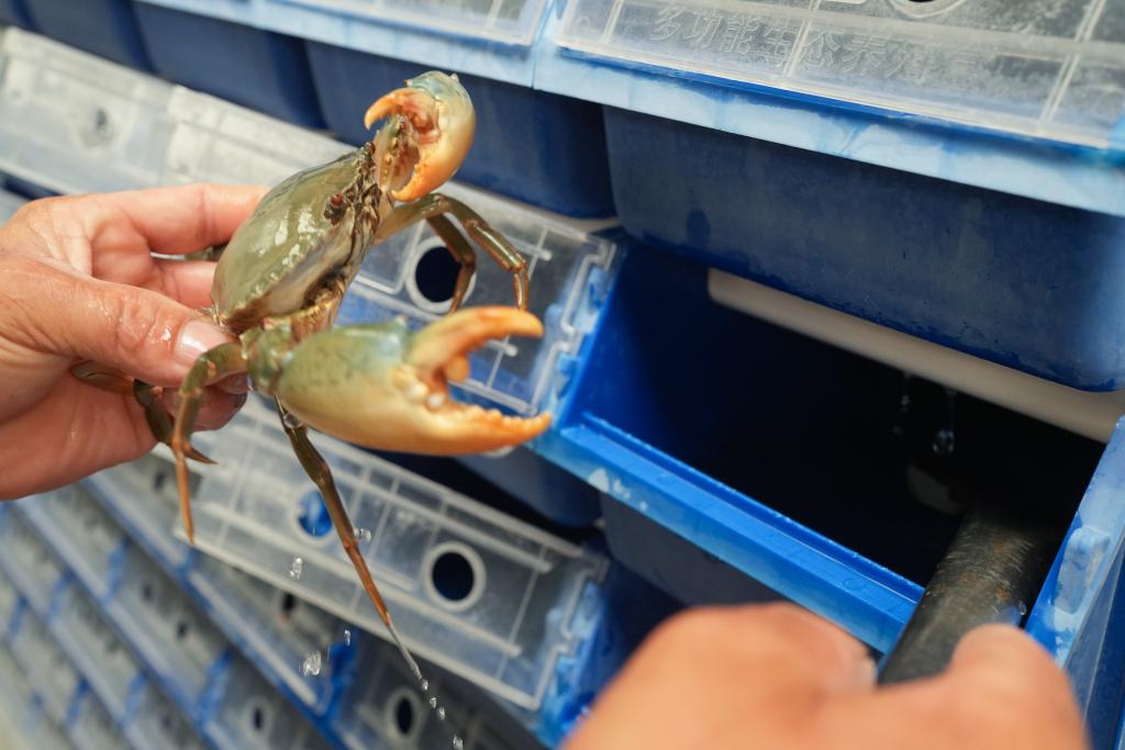 2025年9月2日，在浙江省宁海县一市镇的一家青蟹生产企业，工作人员在暂储青蟹的“蟹公寓”中查看其健康状态。新华社记者 翁忻旸 摄 