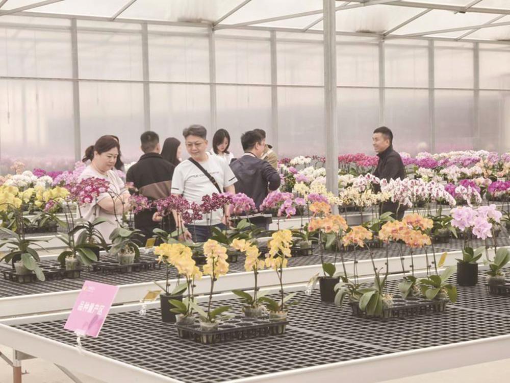 超200种新款蝴蝶兰亮相厦门同安