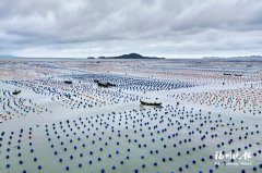 天津医科大学眼科医院黄牛号贩子票贩子代网上预约代挂号电话20亿粒鲍鱼“宝宝”将下海安家