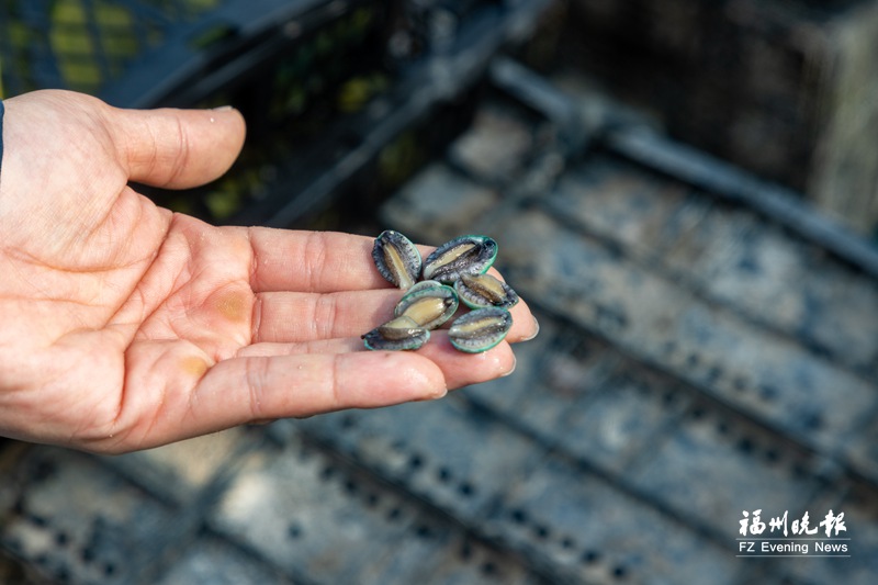 20亿粒鲍鱼“宝宝”将下海安家