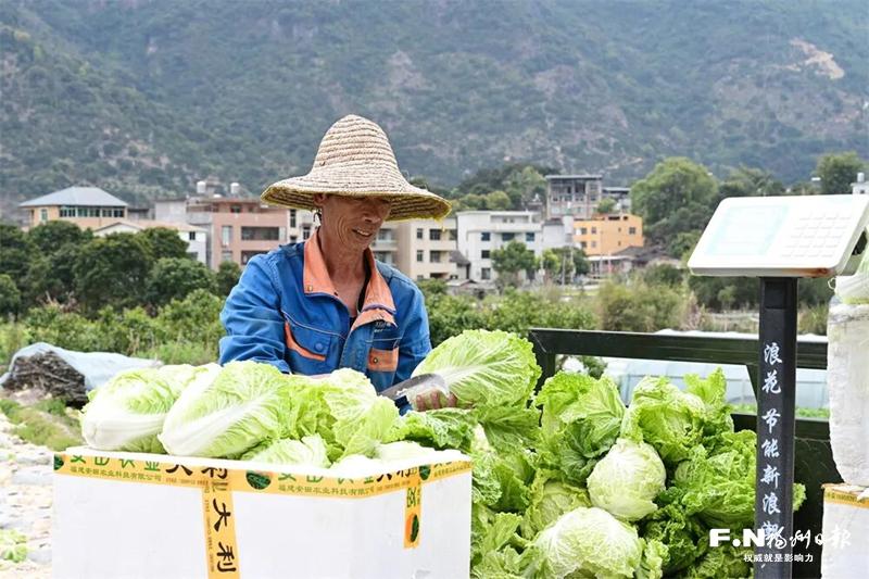 闽侯竹岐乡火炬村：荒地变良田 “蔬”写致富经