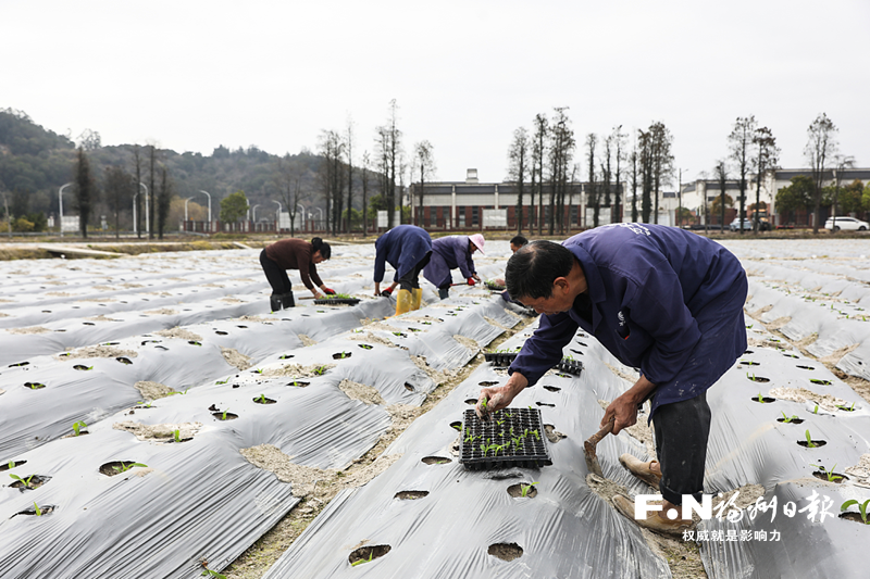 马尾琅岐以党建为抓手 推动“三农”工作高质量发展
