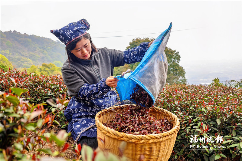 连江：闽首个紫茶新品种迎来开采季