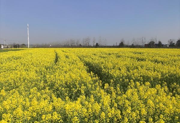 
陕西省肿瘤医院黄牛号贩子票贩子代网上预约代挂号电话从花田到心田 中国人寿为“春日经济”护航添彩