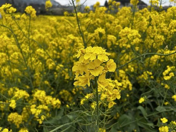 
陕西省肿瘤医院黄牛号贩子票贩子代网上预约代挂号电话从花田到心田 中国人寿为“春日经济”护航添彩