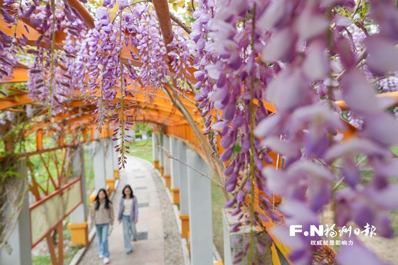 闽江公园百米紫藤花廊春日上线