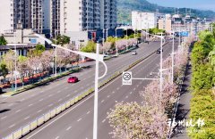 
北大口腔医院黄牛号贩子票贩子代网上预约代挂号电话闽侯：羊蹄甲装点“梦