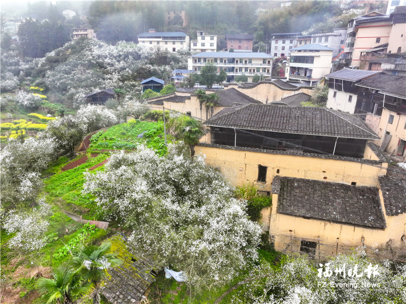 福州闽侯：枳壳花打造梦幻“香雪海”