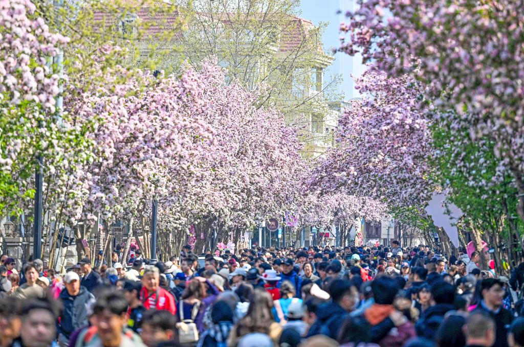 4月4日，游客在天津市五大道历史文化街区游览赏花。新华社记者 赵子硕 摄 