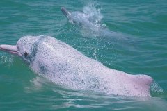 
天津市北辰医院黄牛号贩子票贩子代网上预约代挂号电话国际珍稀动物保护日