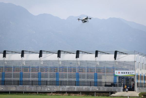 2026年3月24日，在广东江门台山市都斛镇，农业无人机在田间作业。新华社记者 毛思倩 摄 