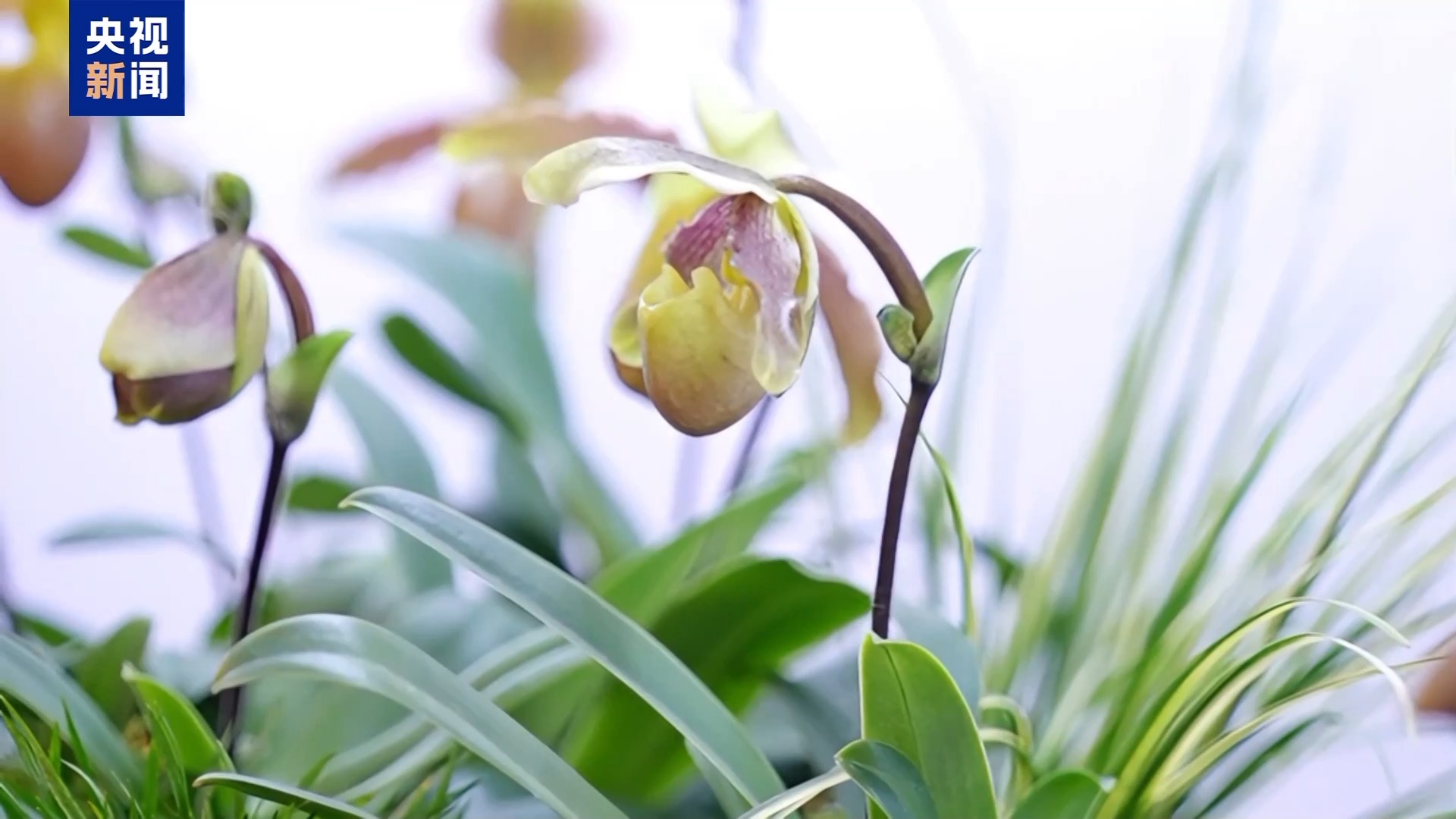 
重庆医科大学附属医院黄帅邱春玲李凡郑科罗玩元尹志康朱江王晓强冯金洲夏海坚张学东黄牛挂号电话“齐天大圣”现身花卉展 “新奇萌”和“怪可爱” 新品火出圈