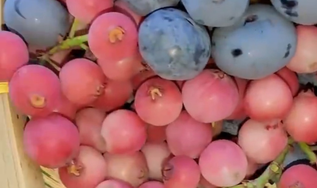 “粉色蓝莓”炒到400元一斤 粉色蓝莓更有营养吗？是怎么形成的