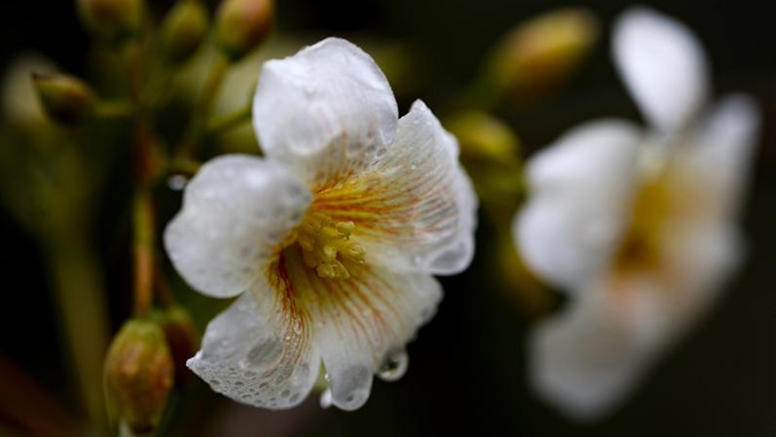 新竹桐花祭开幕 展现客家文化在台传承之美