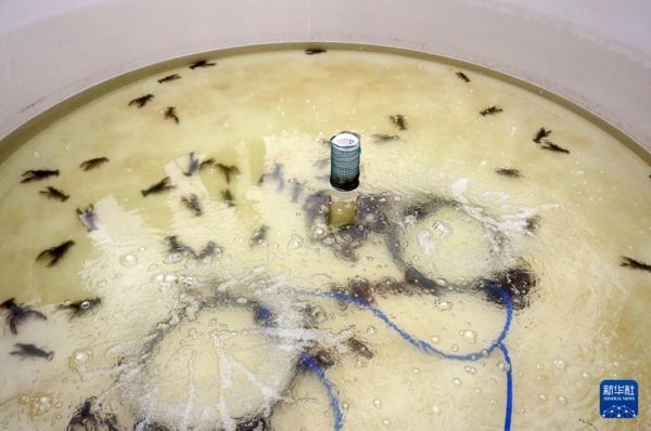 这是在江苏省现代农业(盱眙龙虾)全产业链标准化示范基地拍摄的小龙虾(3月27日摄)。新华社记者 程丽 摄 