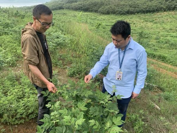 
北京首都医科大学附属北京儿童医院闫慧敏姚远柳静潘宇琛黄牛挂号电话在分期乐普惠的帮助下，70亩吴茱萸熬过丰收前夜