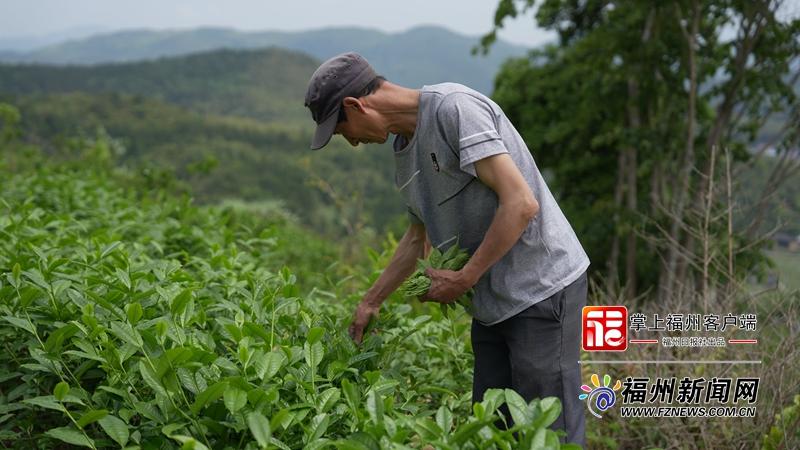 闽清：高山茶飘香 村民鼓腰包
