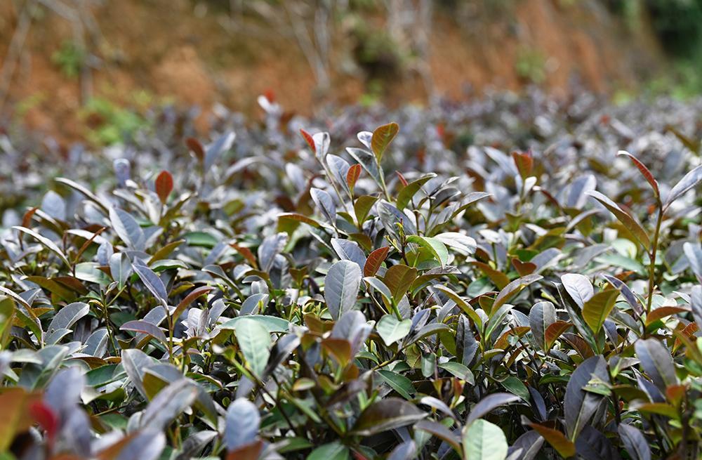 一株“紫绮”的诞生 茶科技为产业带来“紫色变量”