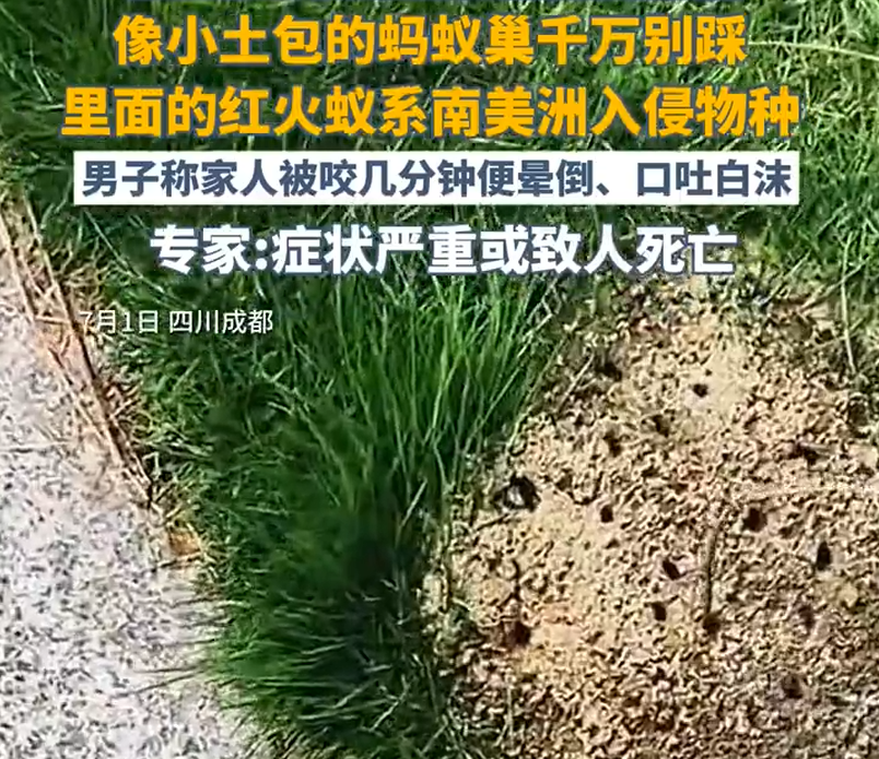 遇到这种小土包千万别踩 曾有人丧命 被咬后请立刻就医