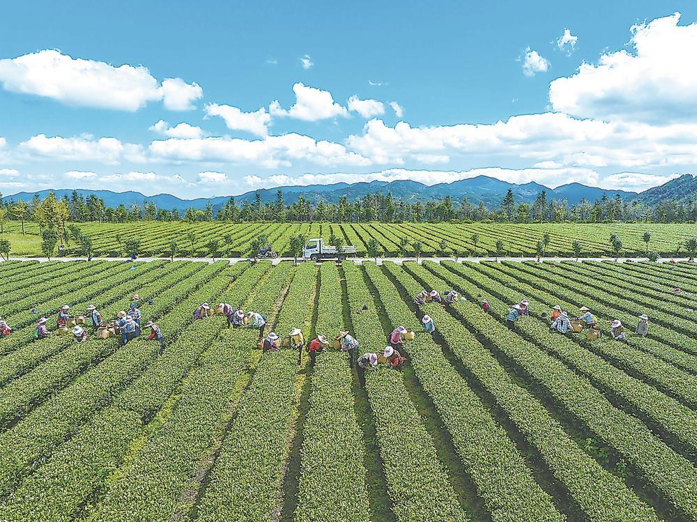 安溪茶产业生产经营转型：茶庄园，不止于茶园