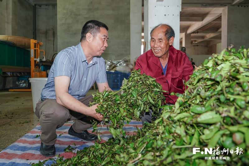 闽清翁山头村茶场“机械化+错峰种植”让年产量增加2倍