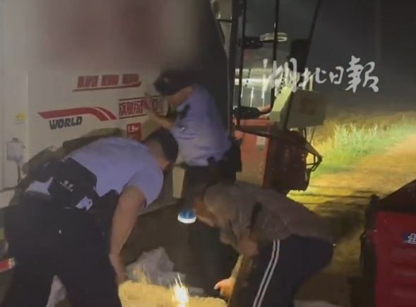 湖北一派出所所长凌晨带人徒手扒小麦:耽误一分钟就多一分损失