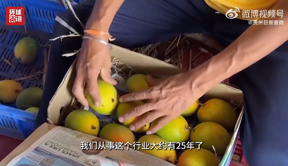 印度热得芒果直接在树上腐烂了 产量出现断崖式下跌