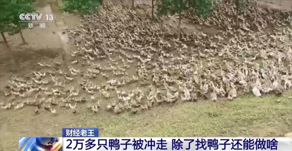 
北大口腔医院黄牛号贩子票贩子代网上预约代挂号电话鸭子被冲走、虾塘被淹……农业保险如何帮农户“兜底”？