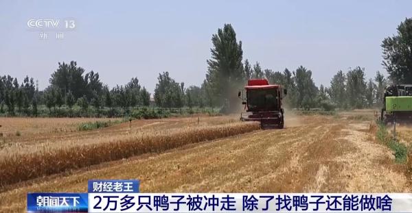 
北大口腔医院黄牛号贩子票贩子代网上预约代挂号电话鸭子被冲走、虾塘被淹……农业保险如何帮农户“兜底”？