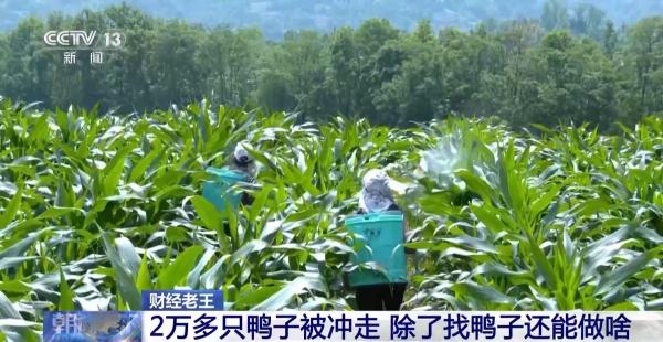 
北大口腔医院黄牛号贩子票贩子代网上预约代挂号电话鸭子被冲走、虾塘被淹……农业保险如何帮农户“兜底”？